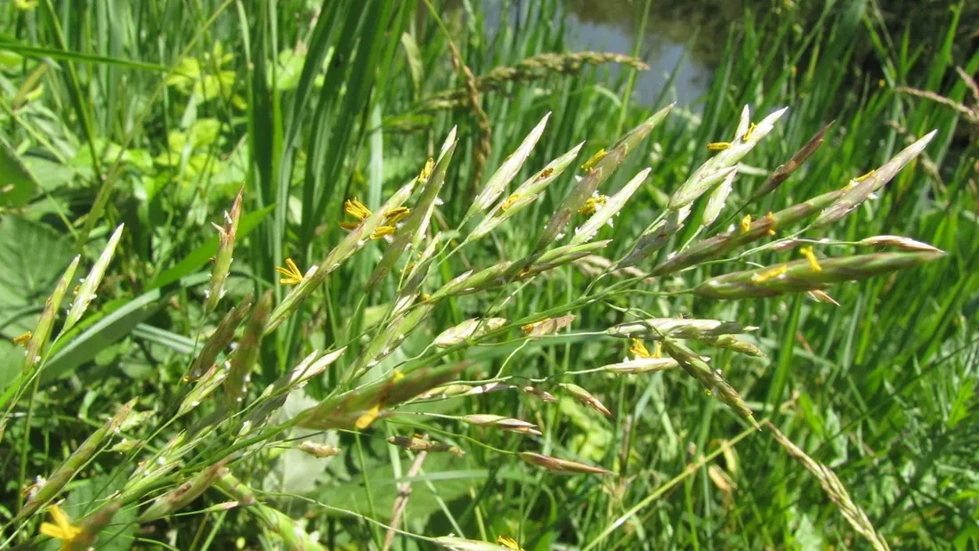 Pollens : un risque de niveau faible à moyen en Bourgogne-Franche-Comté